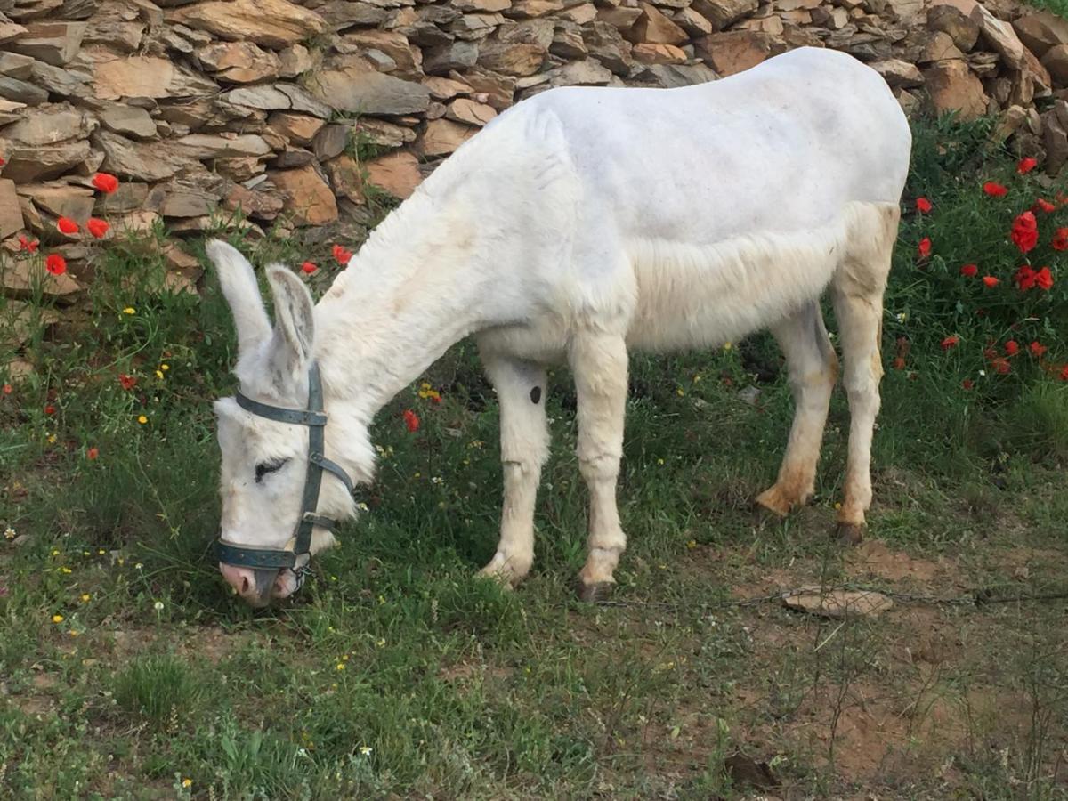 Reul Alto Cortijos Rurales ξενώνας Laroya Εξωτερικό φωτογραφία