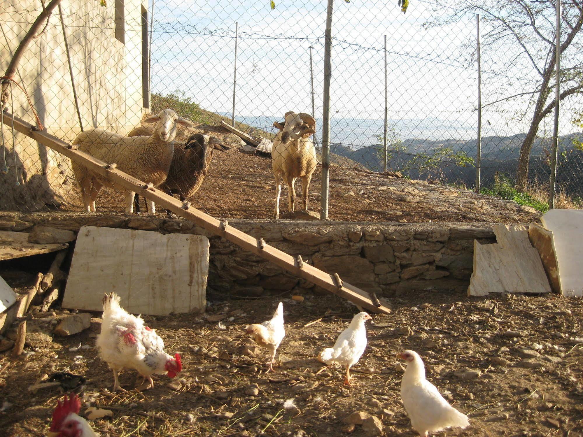 Reul Alto Cortijos Rurales ξενώνας Laroya Εξωτερικό φωτογραφία